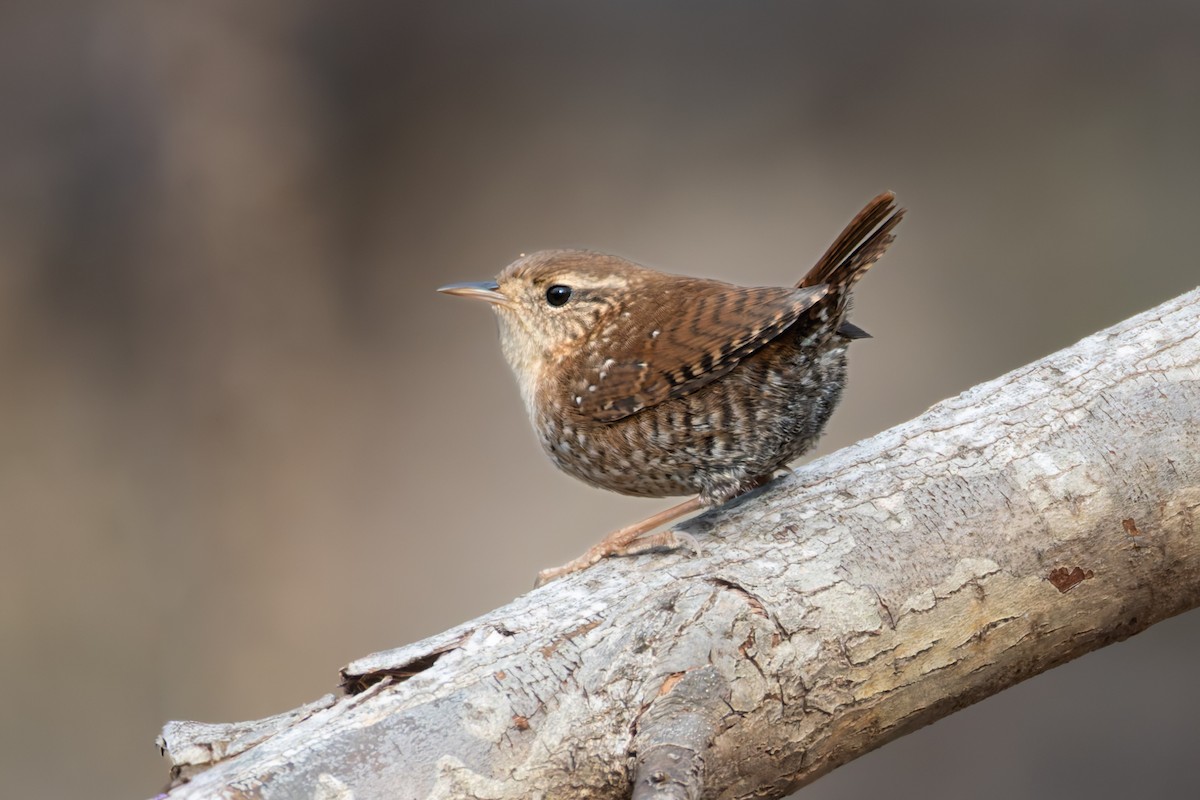 Winter Wren - ML645606425