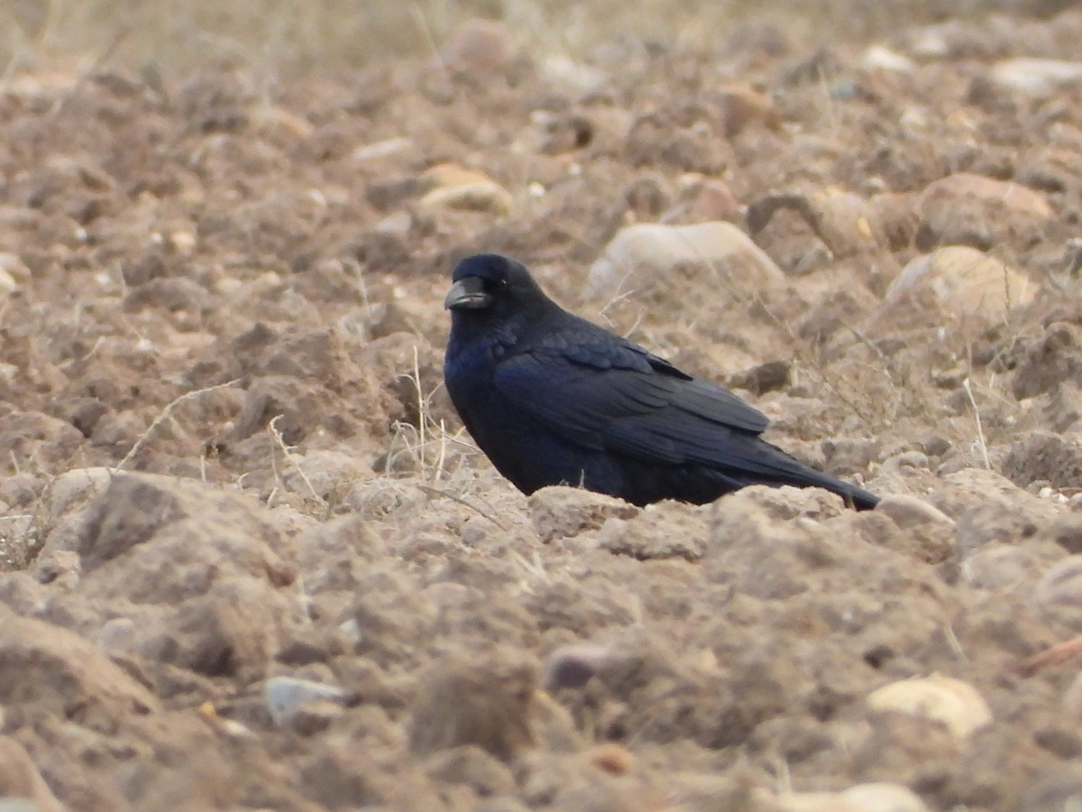 Kuzgun - ML645606428