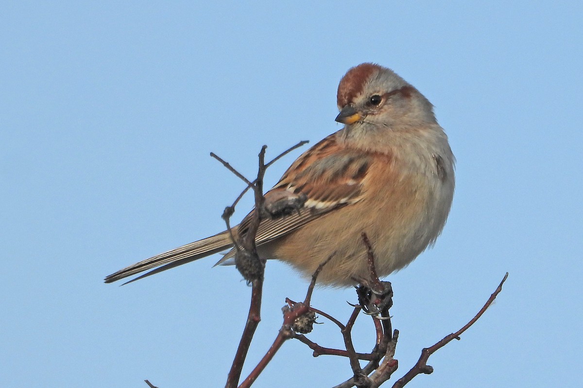 American Tree Sparrow - ML645606433