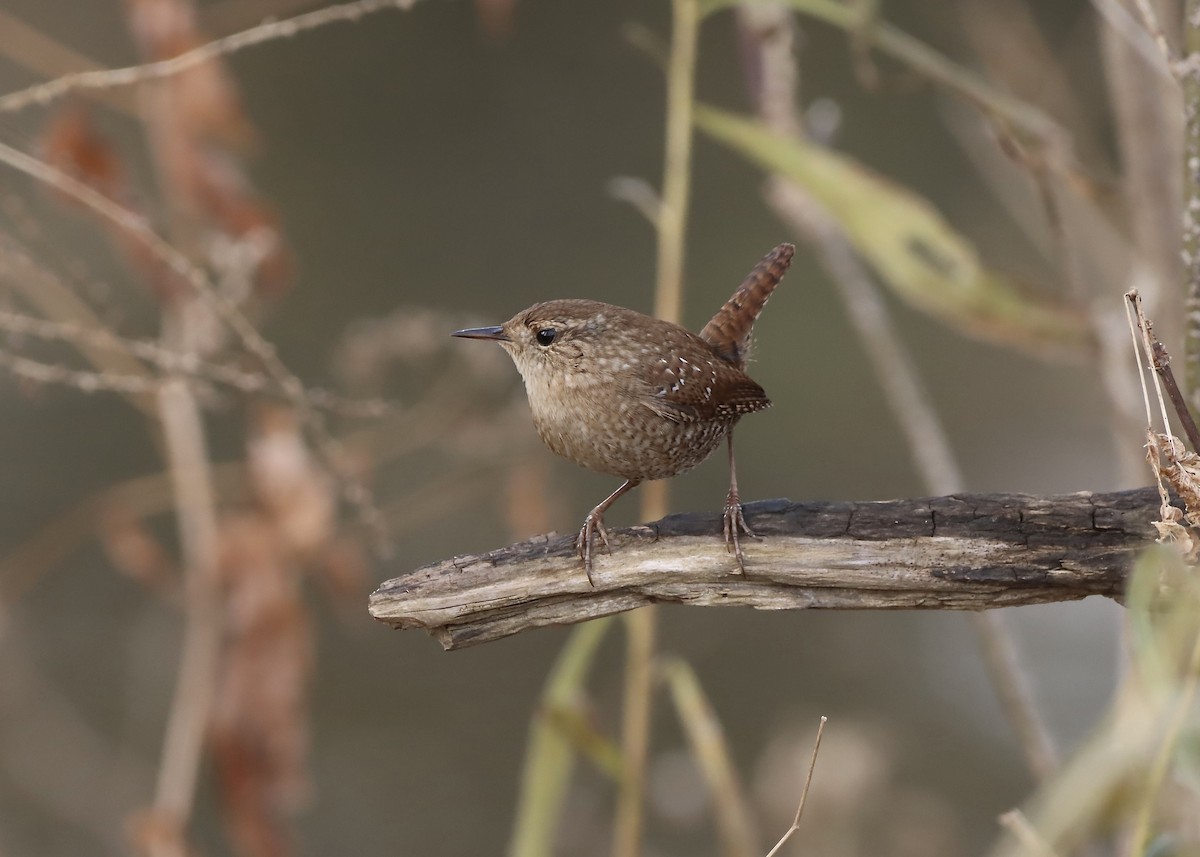 Winter Wren - ML645606438