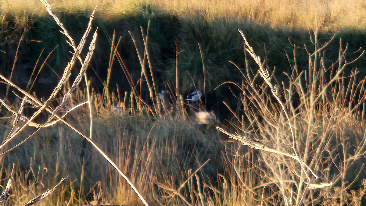 Redhead - ML645606439