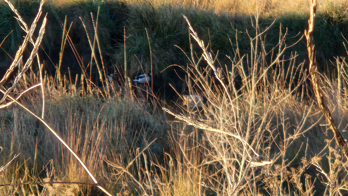 Redhead - ML645606440