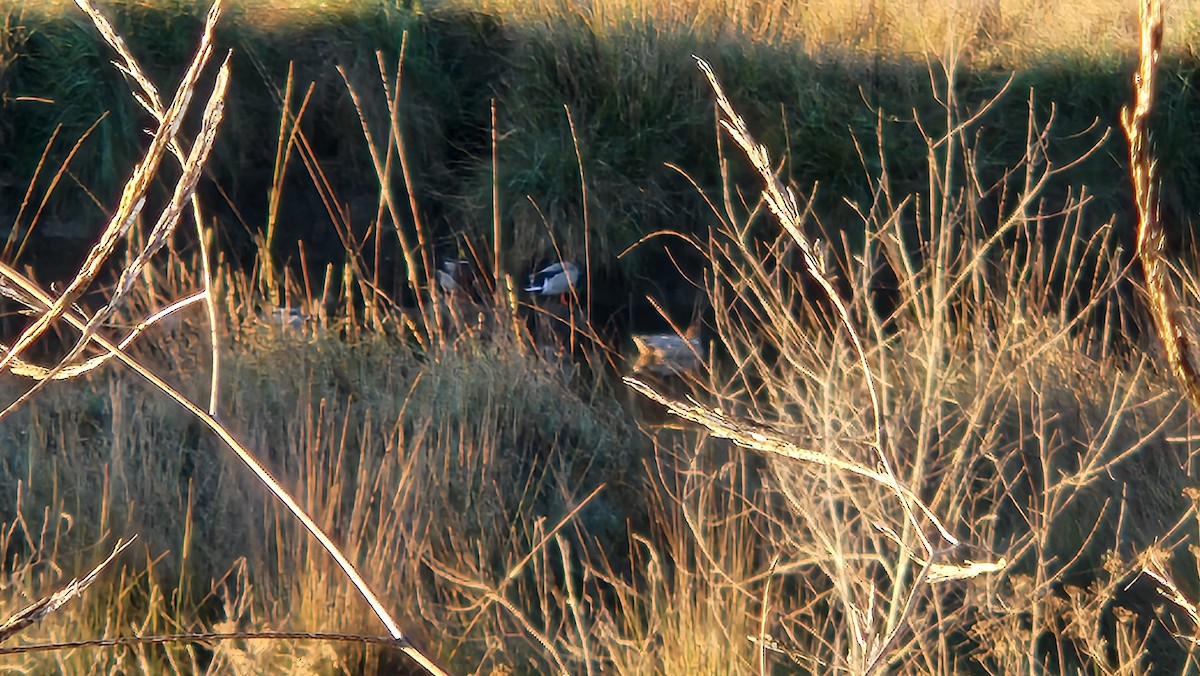 Redhead - ML645606441