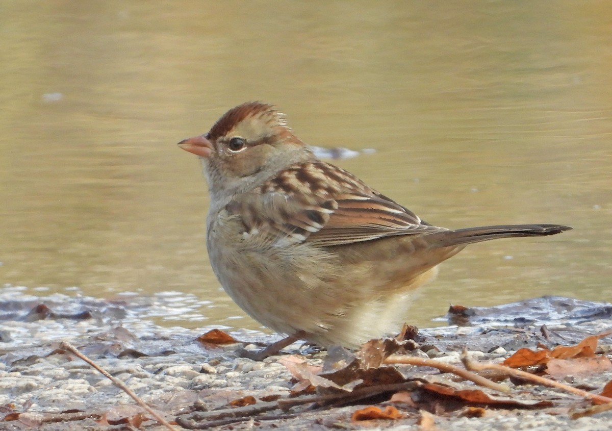 גיבתונית לבנת-כיפה - ML645606442