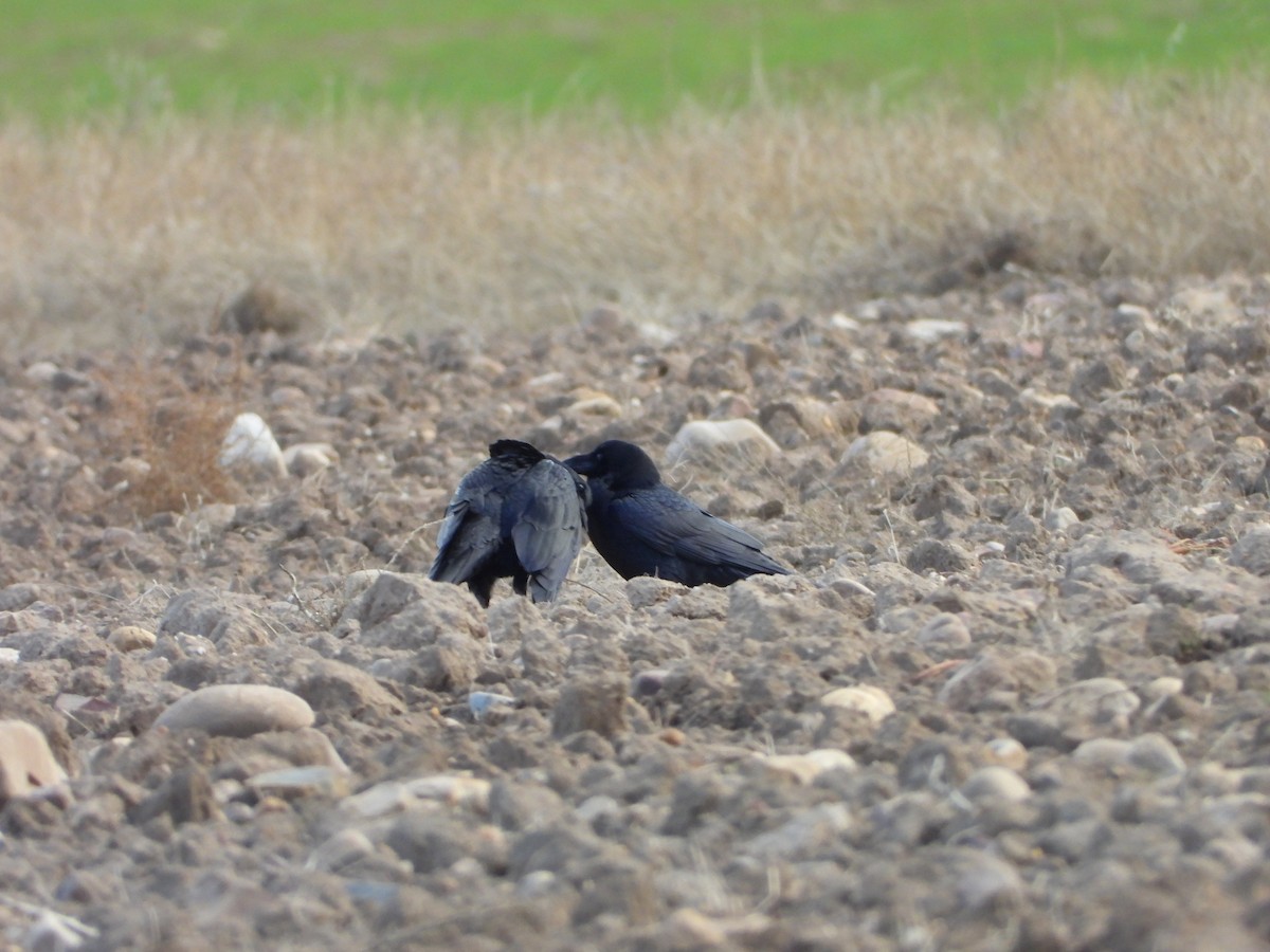 Kuzgun - ML645606443