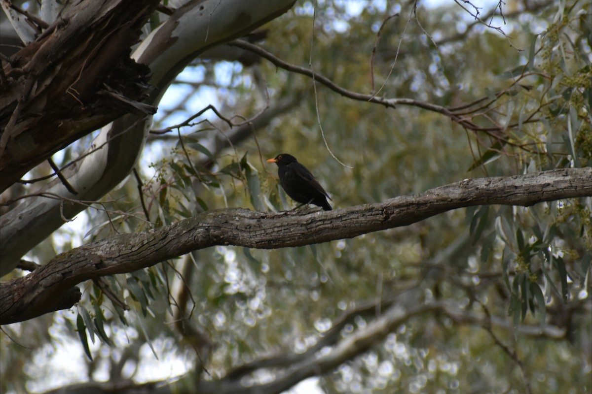 Eurasian Blackbird - ML645606448