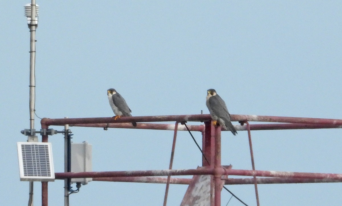 בז נודד - ML645606449