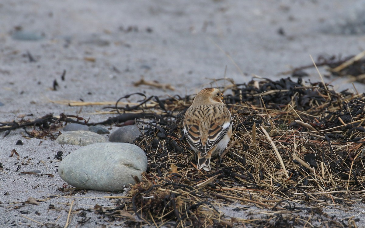 Snow Bunting - ML645606450