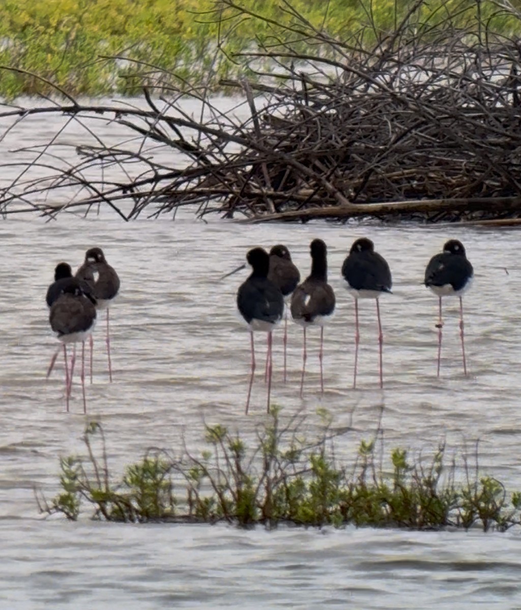Black-necked Stilt (Hawaiian) - ML645606451