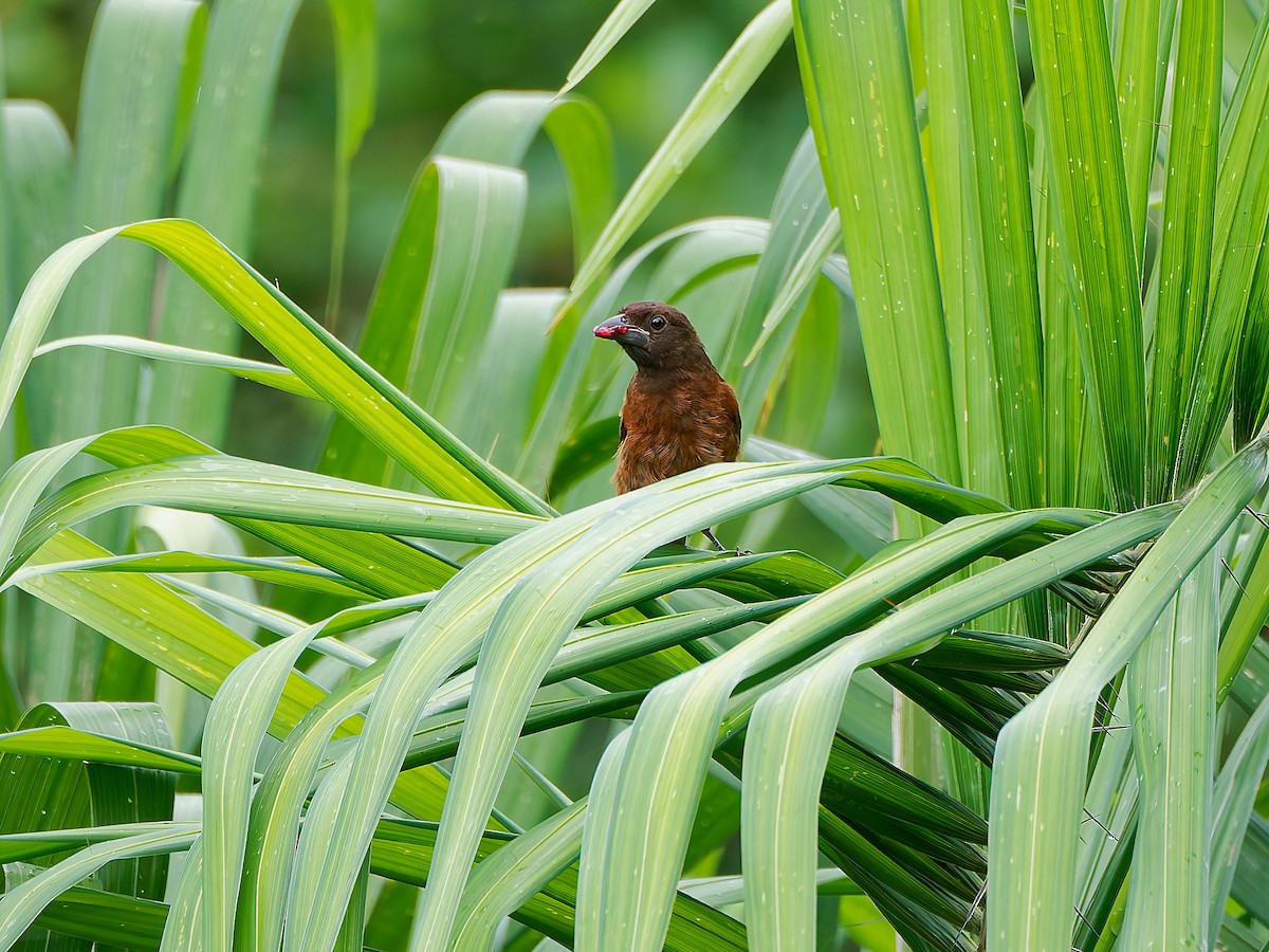 Silver-beaked Tanager - ML645606452