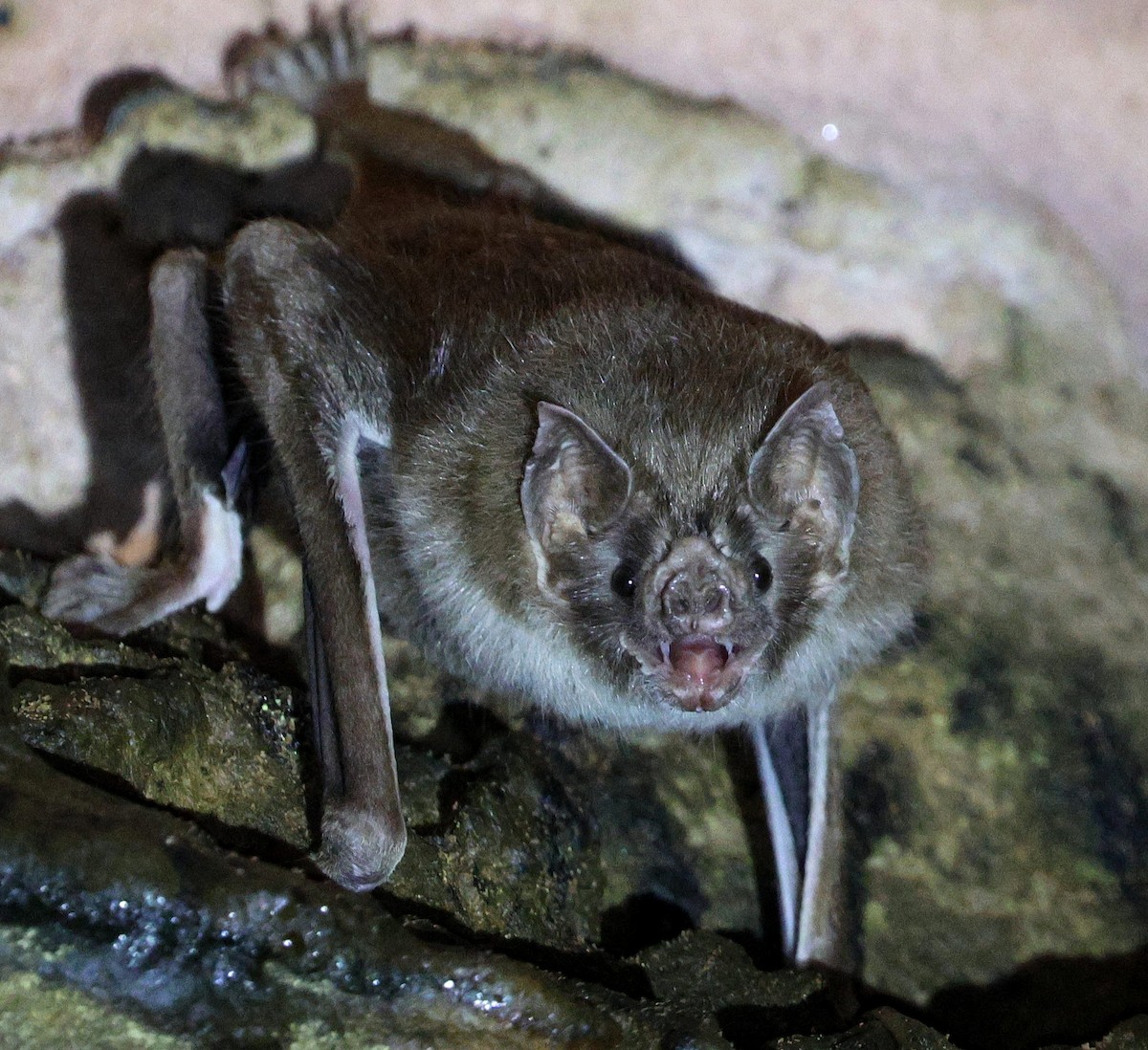 Hayvanlar - ML645606454