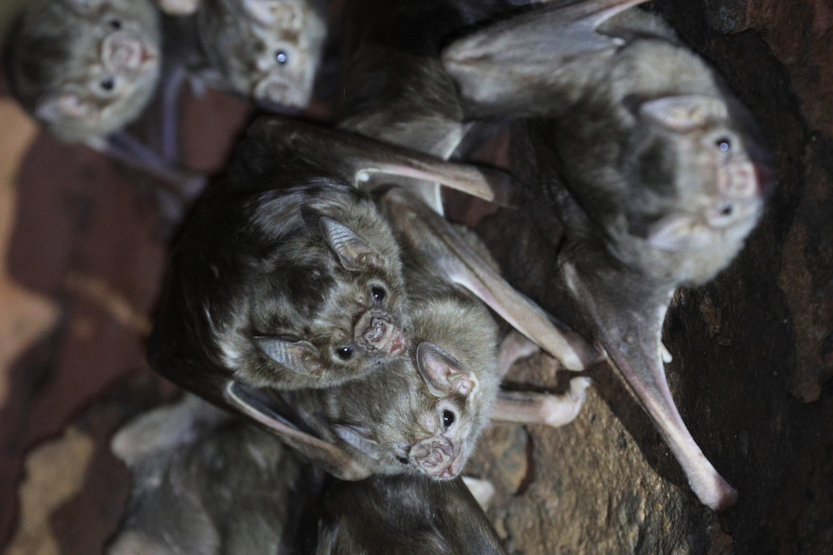 Hayvanlar - ML645606456