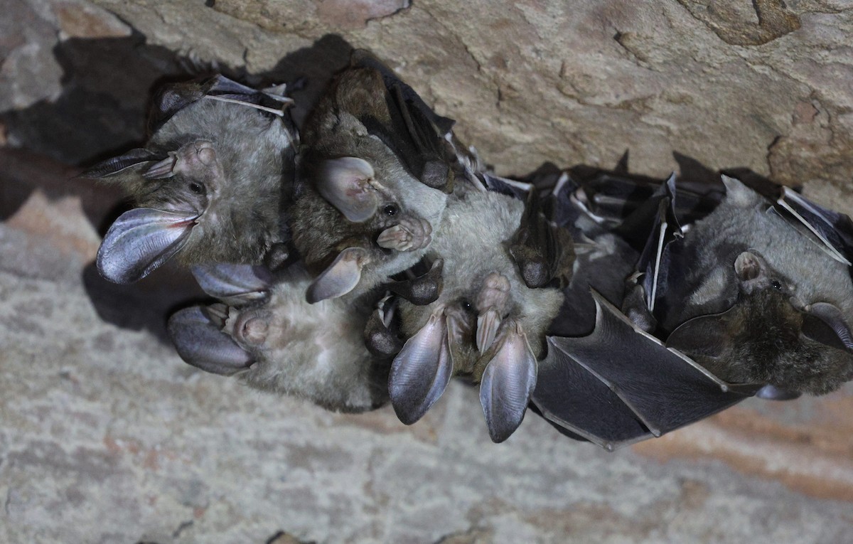 Hayvanlar - ML645606457