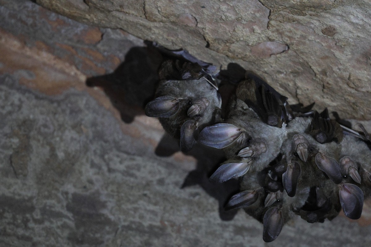 Hayvanlar - ML645606458