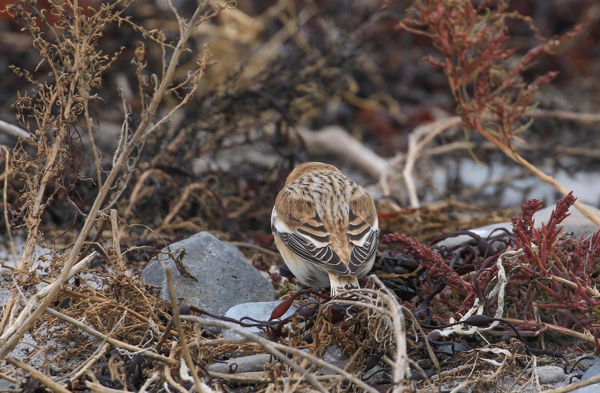 Snow Bunting - ML645606461