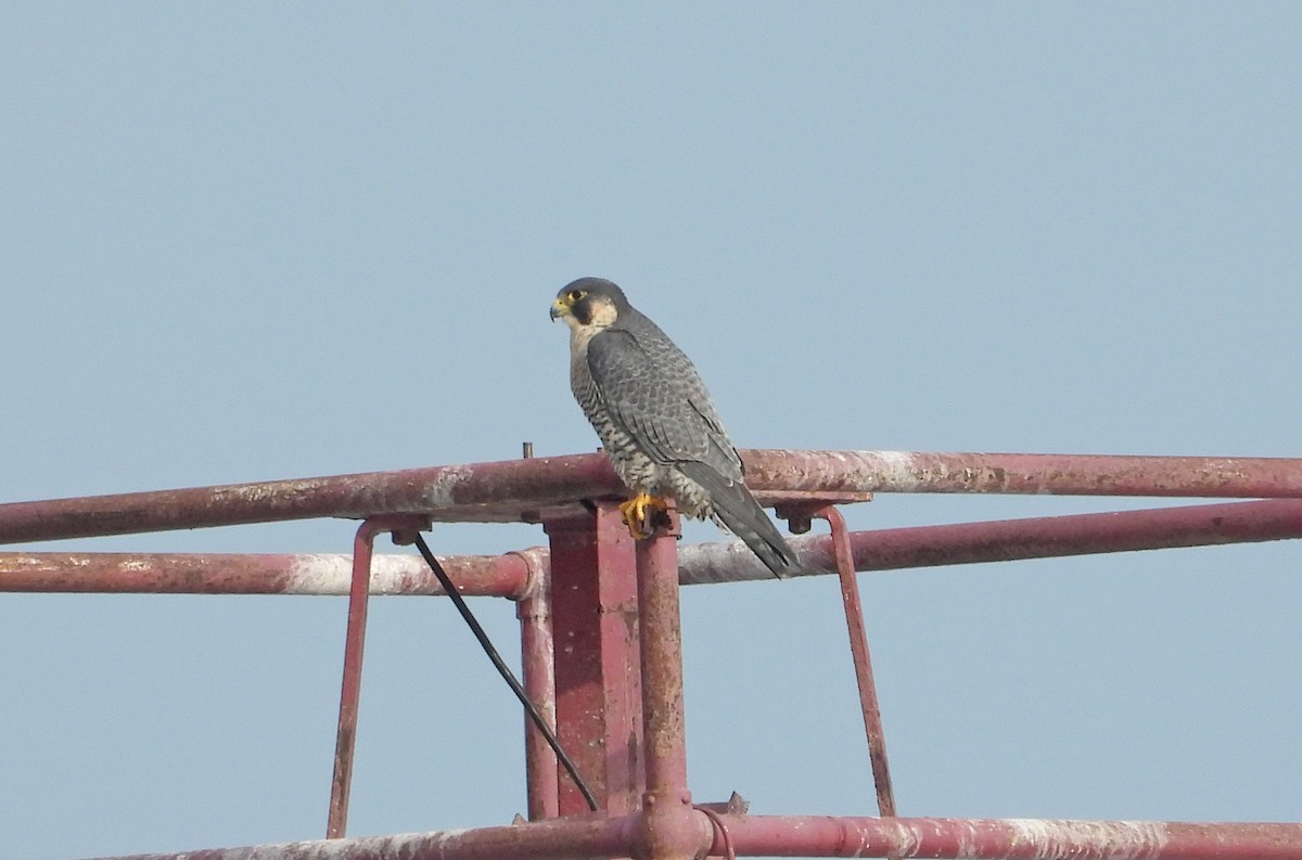 Peregrine Falcon - ML645606462