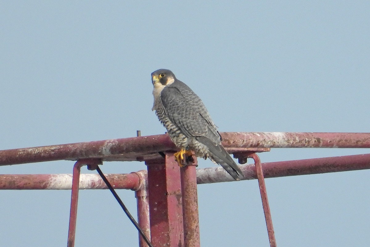 Peregrine Falcon - ML645606463