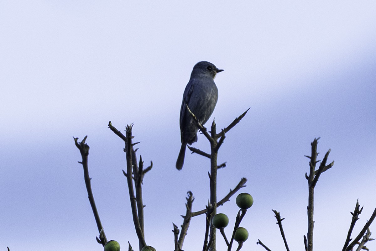 Verditer Flycatcher - ML645606464