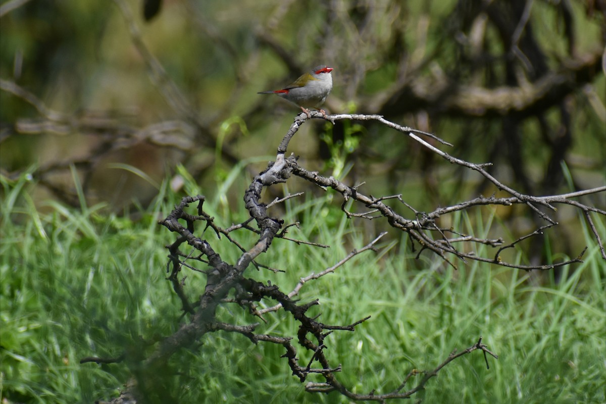Red-browed Firetail - ML645606465