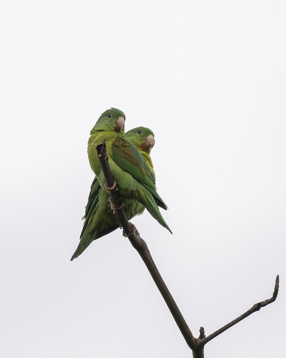 Orange-chinned Parakeet - ML645606468