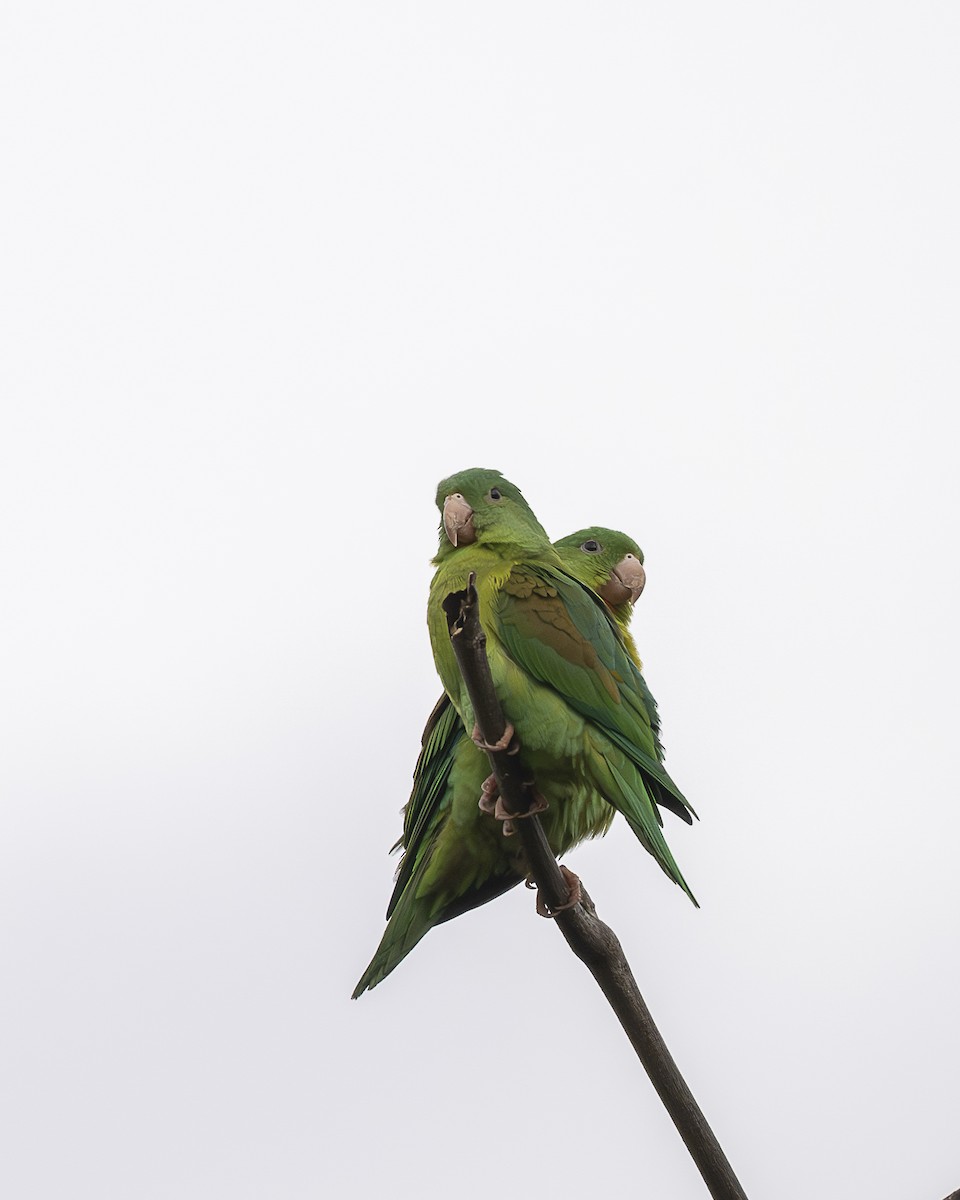 Orange-chinned Parakeet - ML645606469