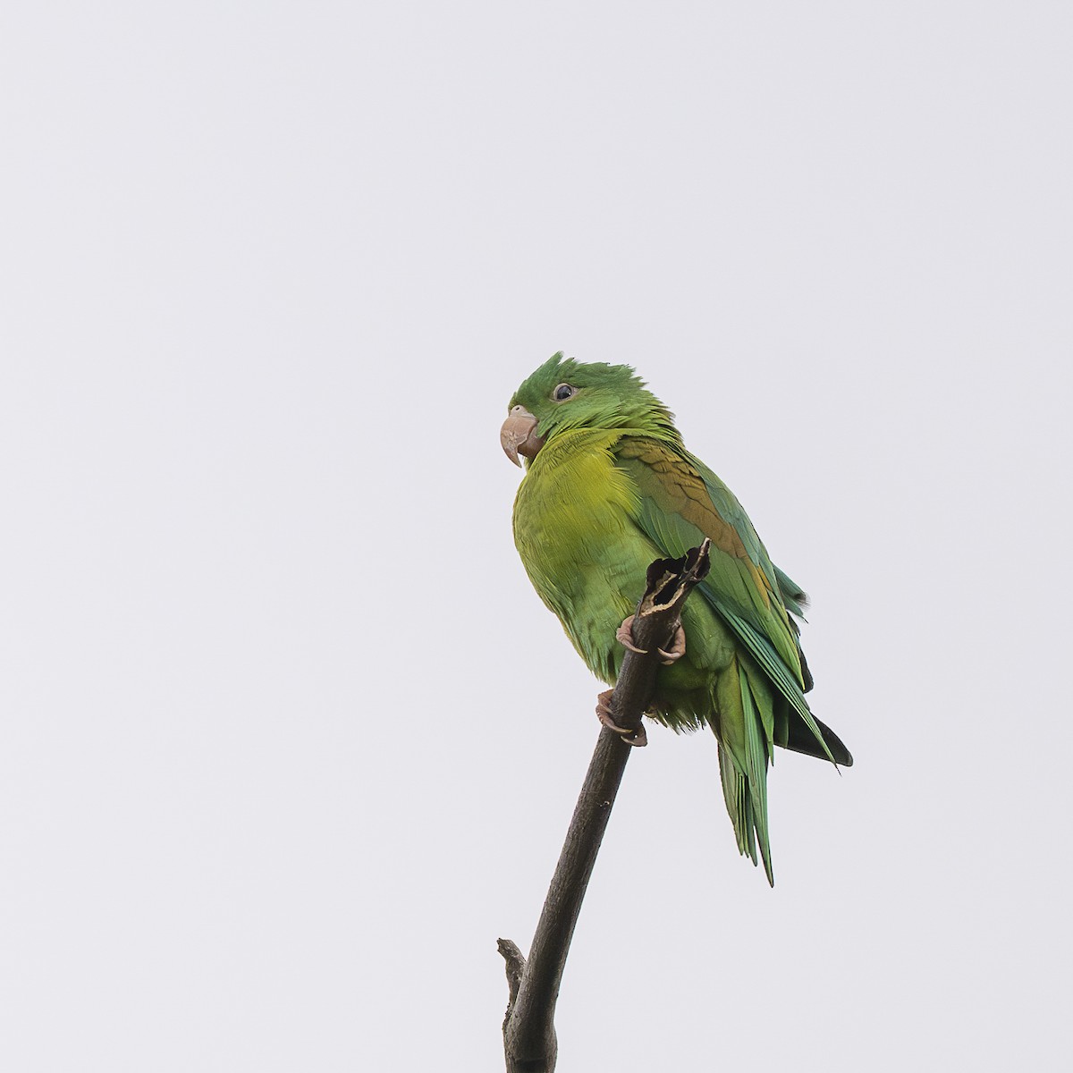 Orange-chinned Parakeet - ML645606472