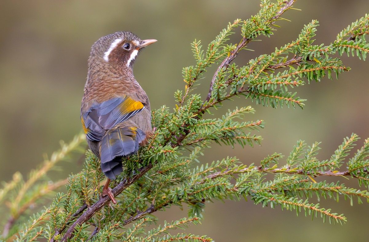White-whiskered Laughingthrush - ML645606473