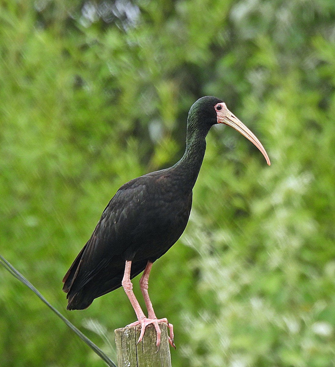 Bare-faced Ibis - ML645606475