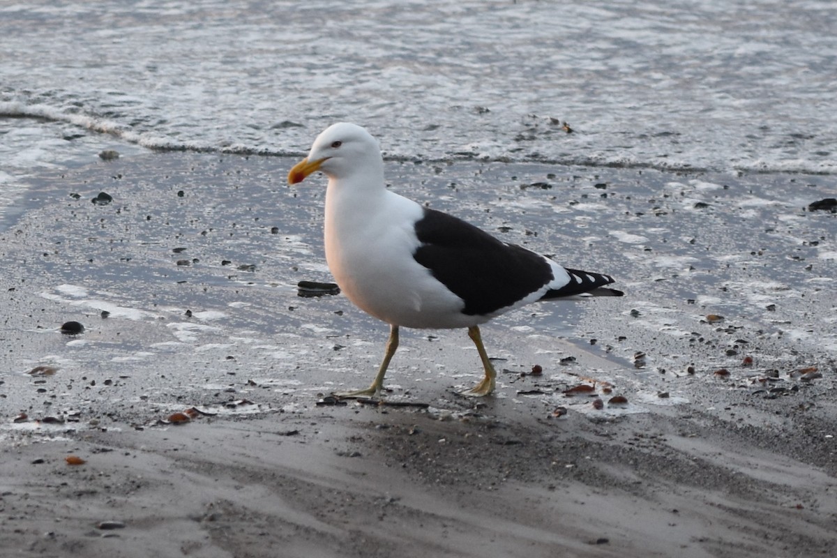 Kelp Gull - ML645606476