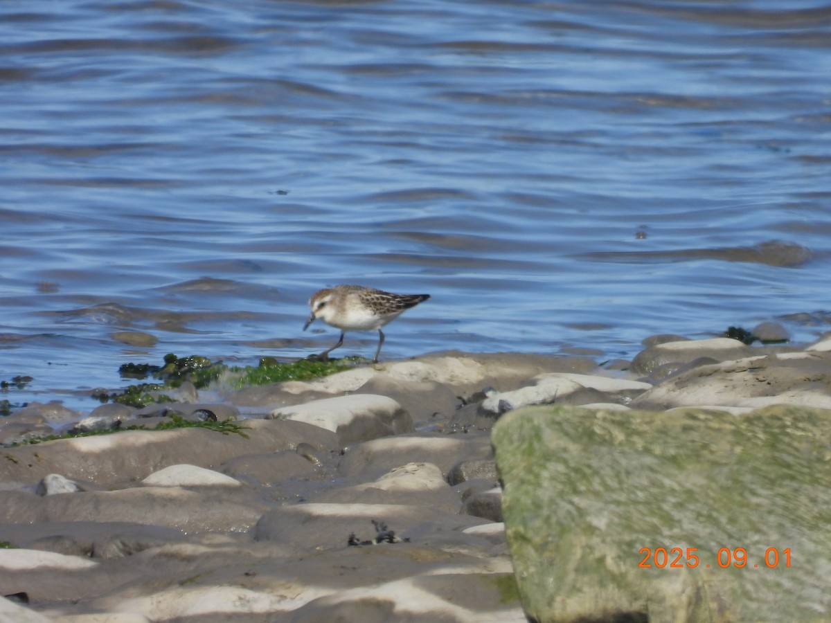 Semipalmated Sandpiper - ML645606478