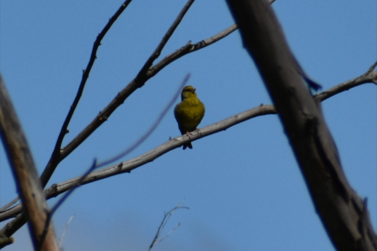 European Greenfinch - ML645606479