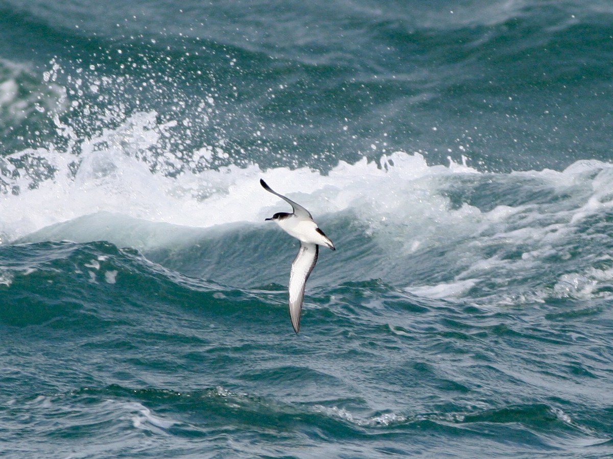Manx Shearwater - ML645606480