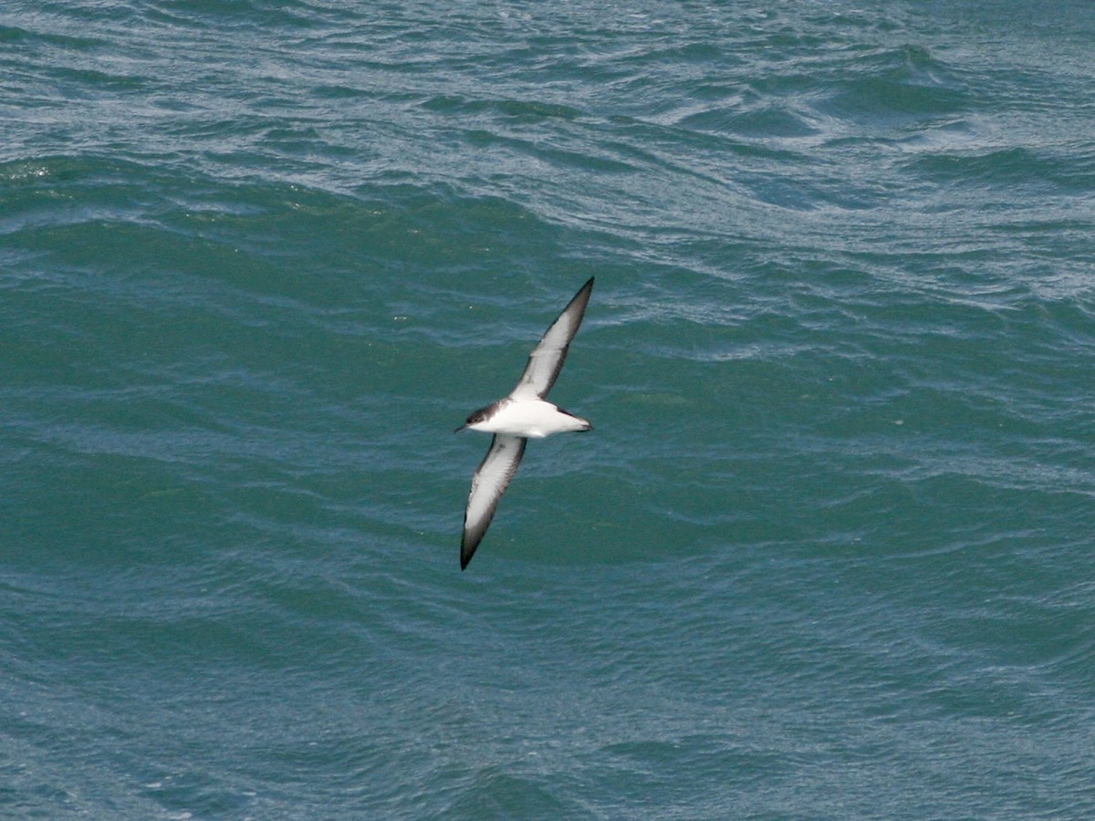 Manx Shearwater - ML645606481