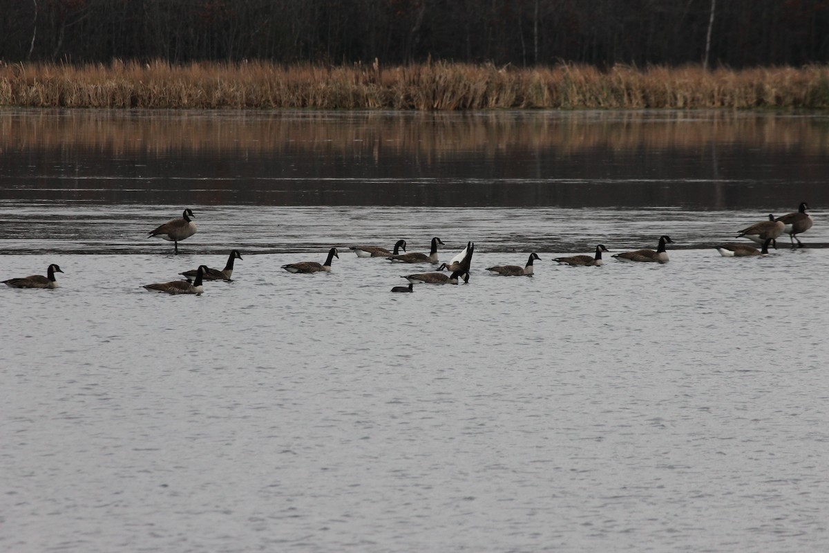 Canada Goose - ML645606483
