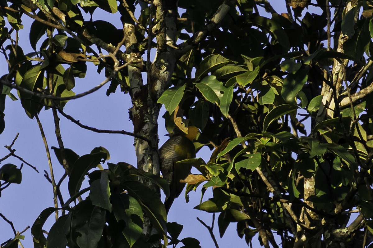 Lesser Yellownape - ML645606484