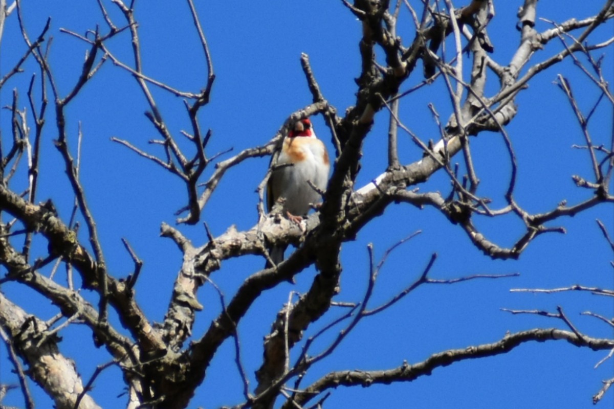 European Goldfinch - ML645606485