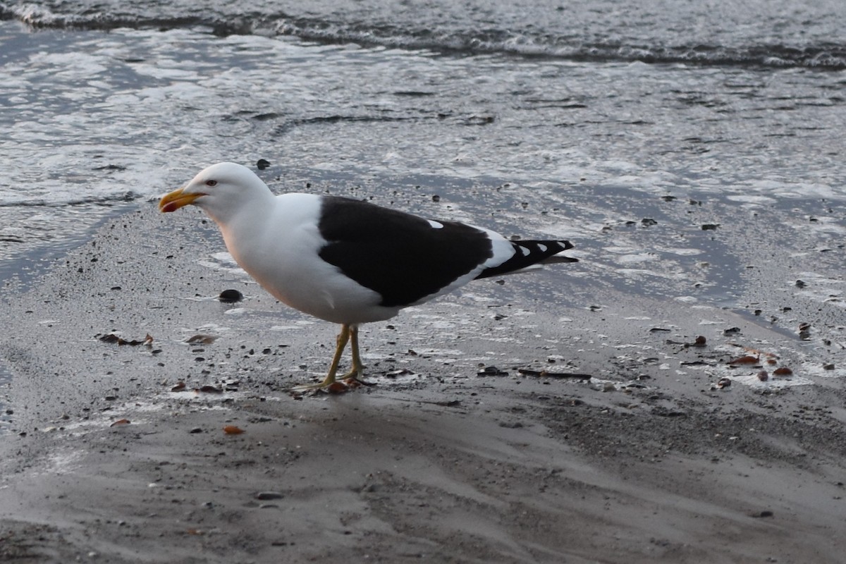 Kelp Gull - ML645606486