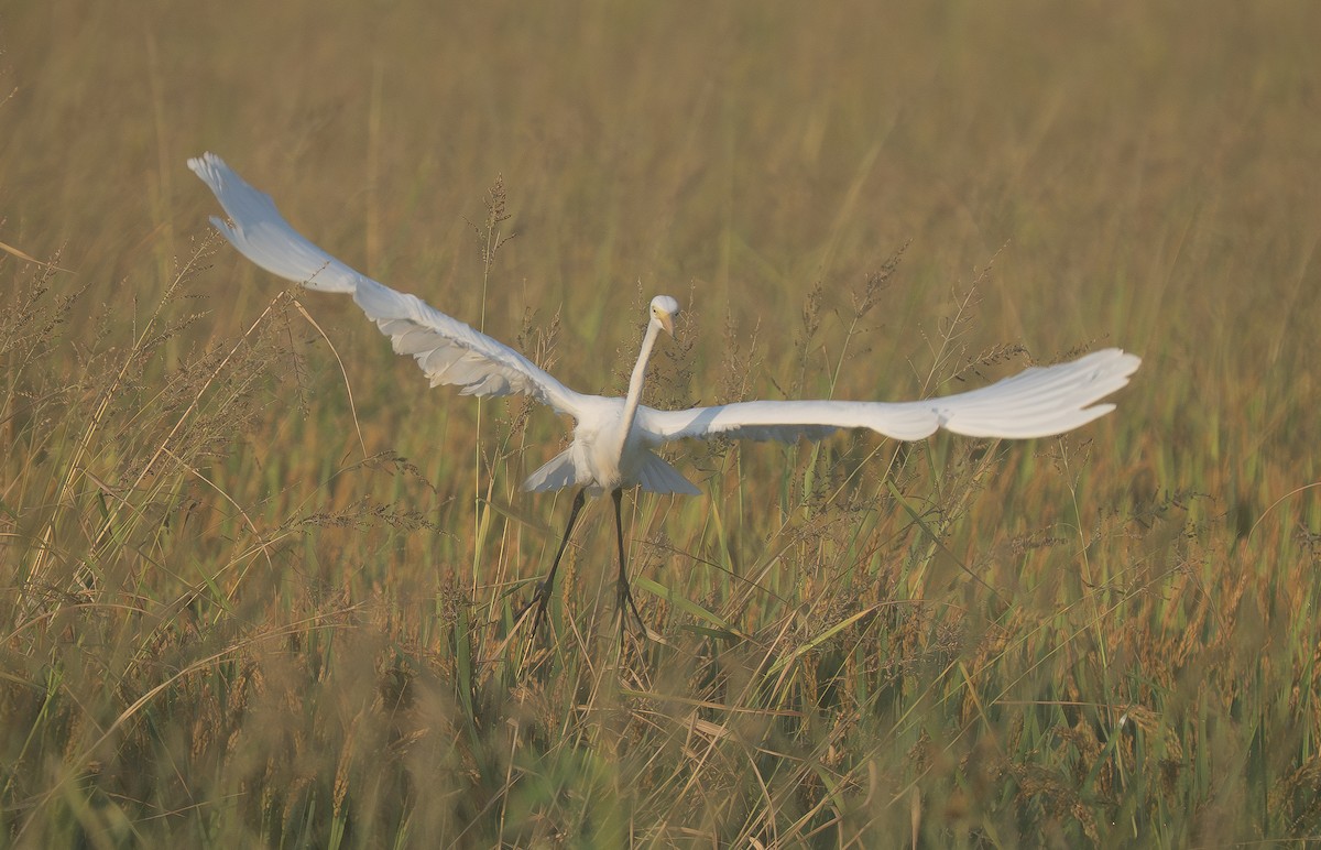 Medium Egret - ML645606487