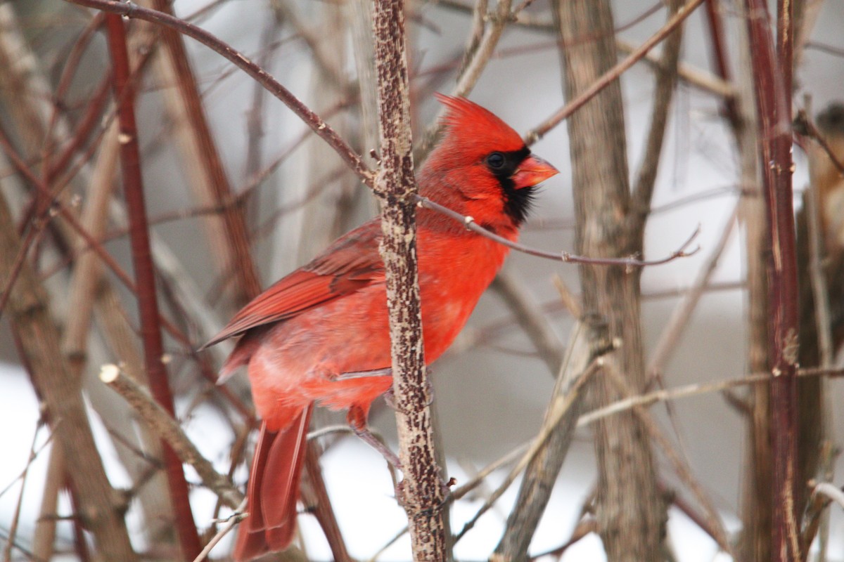 Northern Cardinal - ML645606488