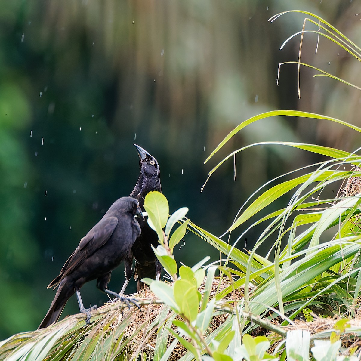 Giant Cowbird - ML645606489