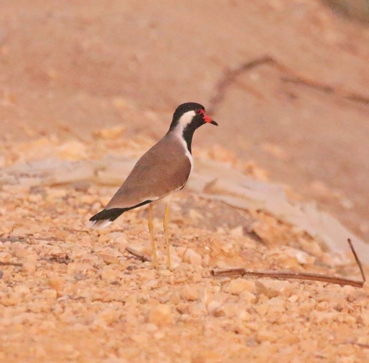 Red-wattled Lapwing - ML645606490