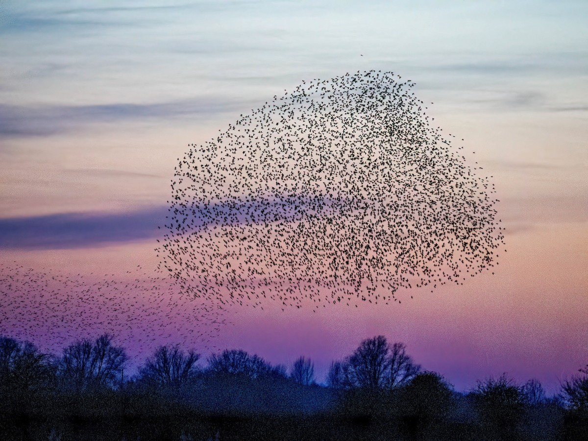 European Starling - ML645606492