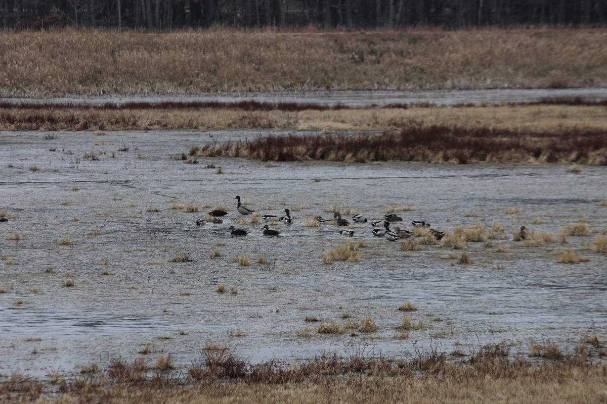 Germano reale - ML645606494