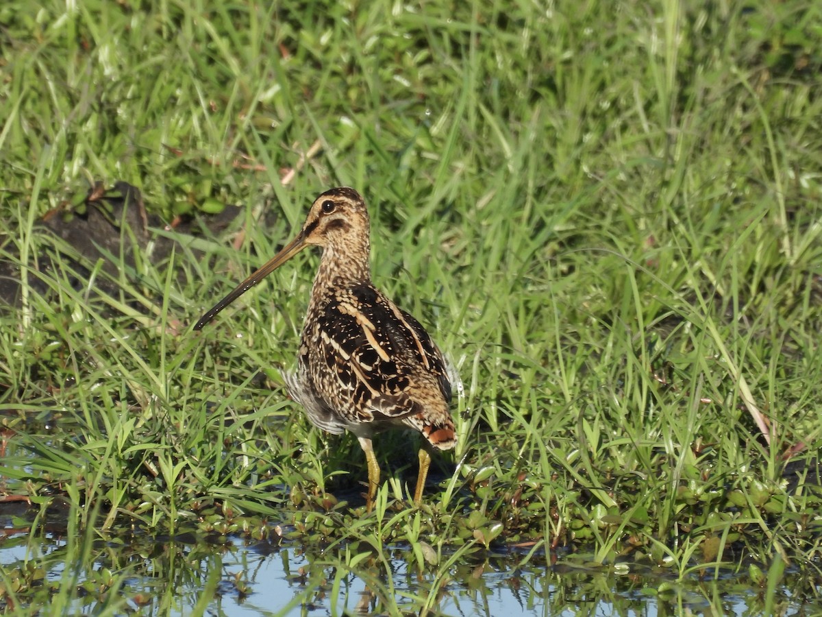 African Snipe - ML645606499