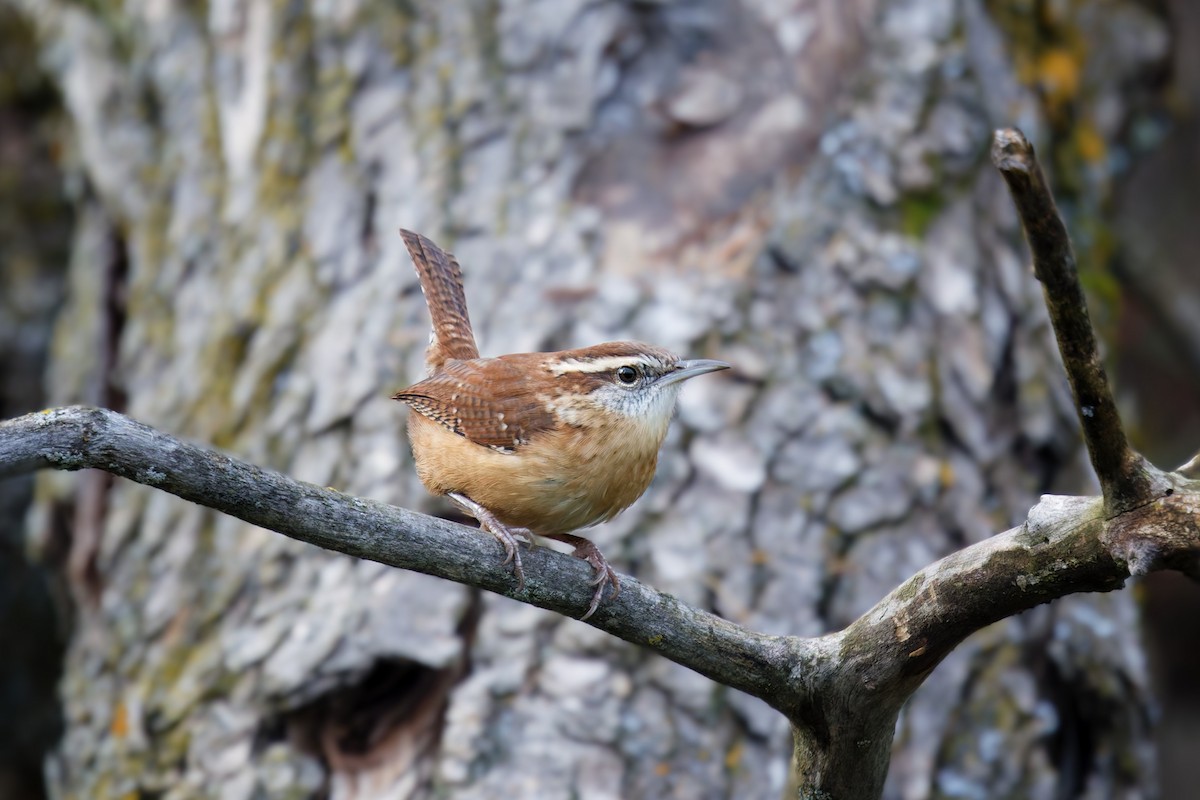 Carolina Wren - ML645606500