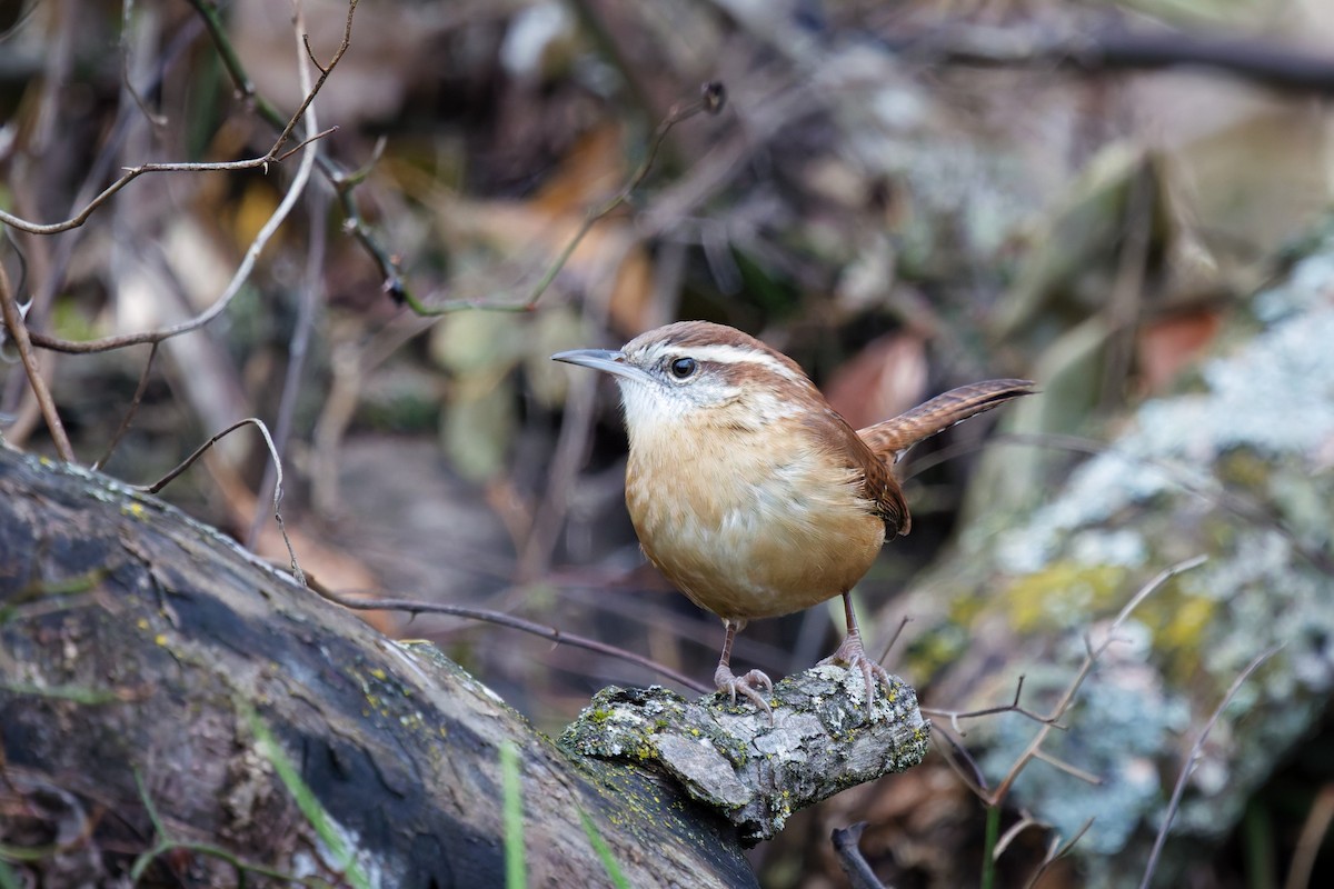 Carolina Wren - ML645606501