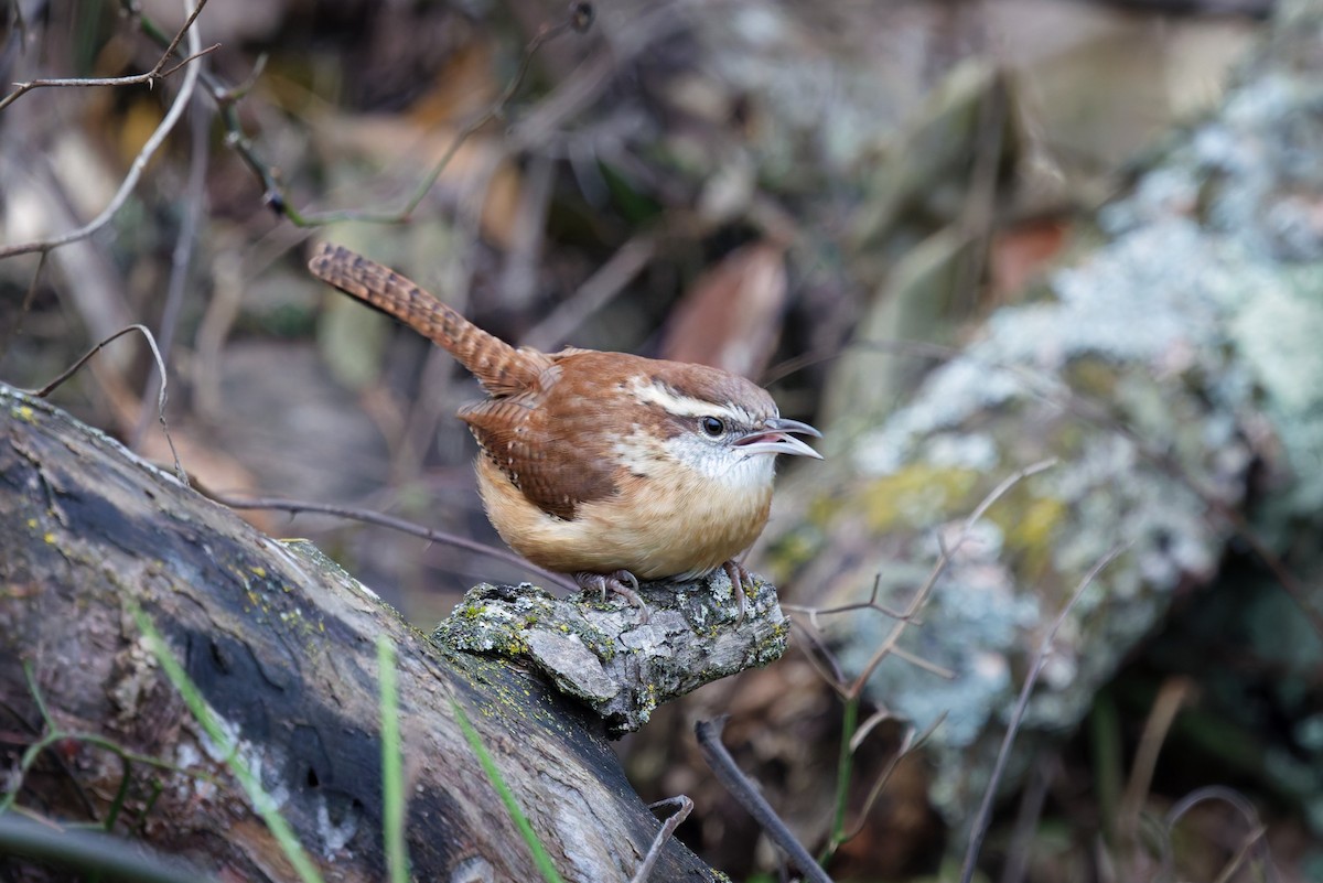 Carolina Wren - ML645606502