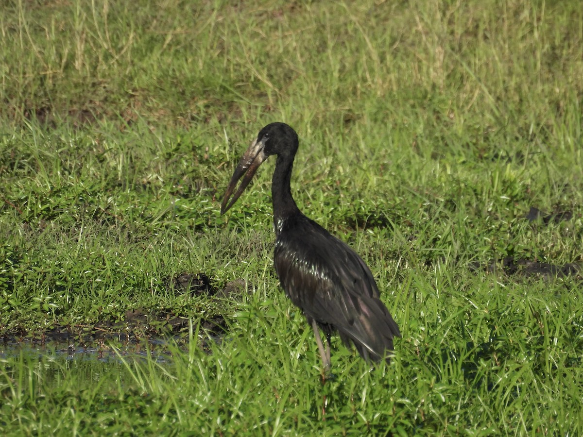 African Openbill - ML645606504