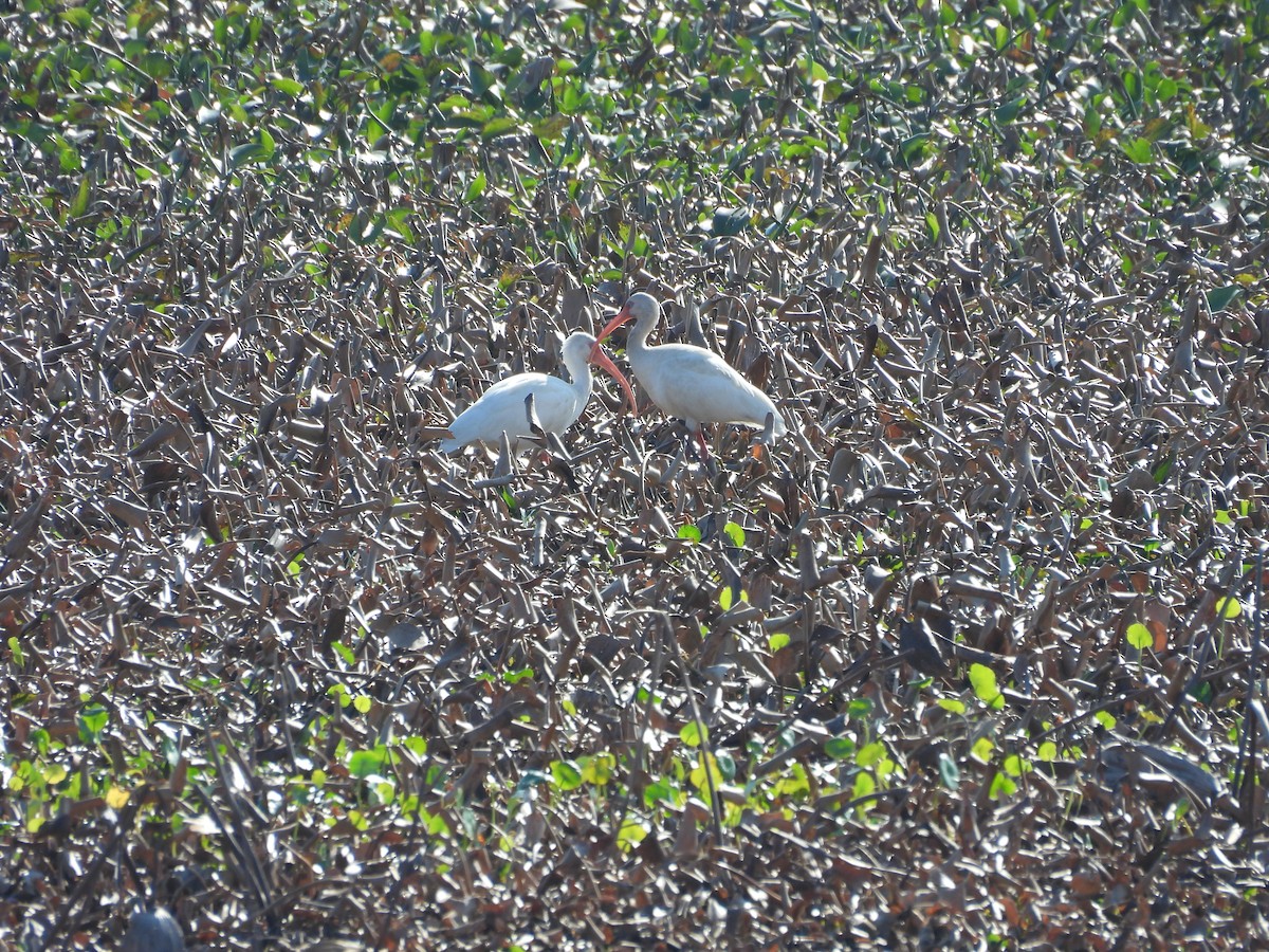 Белый ибис - ML645606505