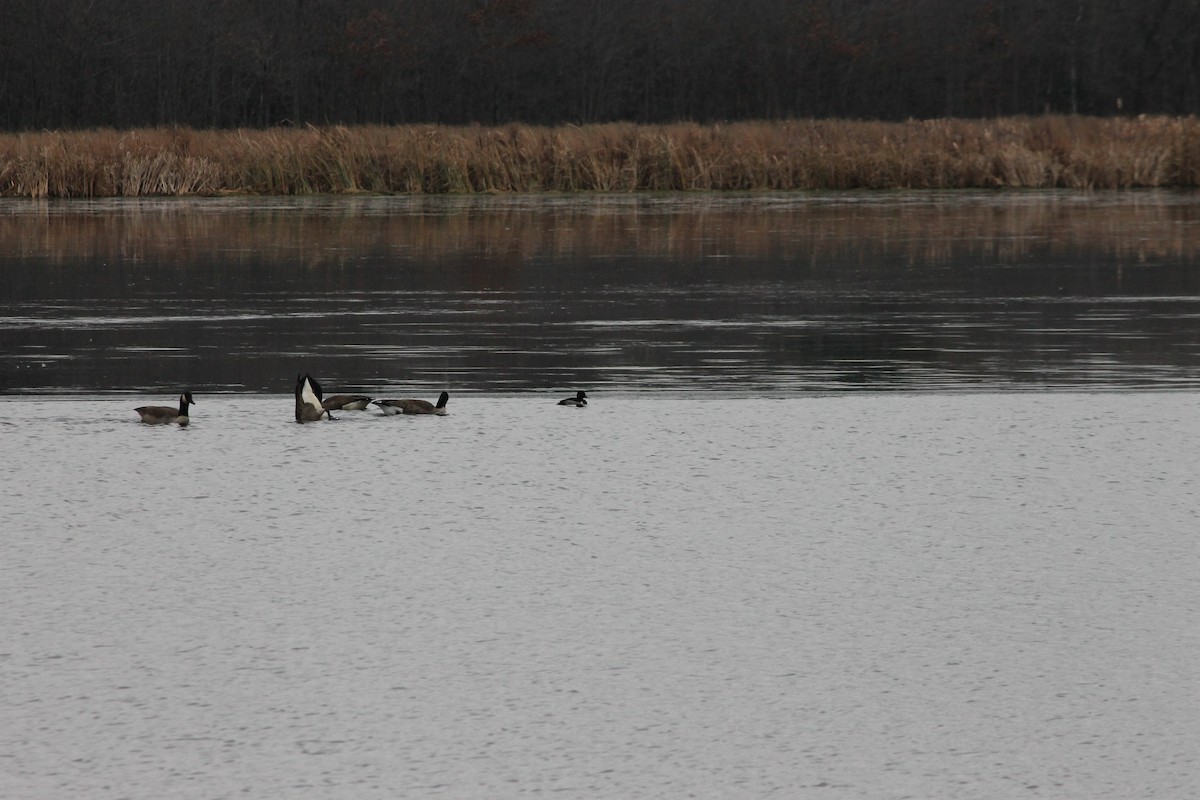 Moretta dal collare - ML645606507